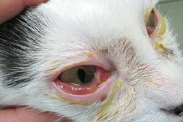 猫咪眼睛里有毛发怎么办，可用宠物洗眼液将毛发洗出来