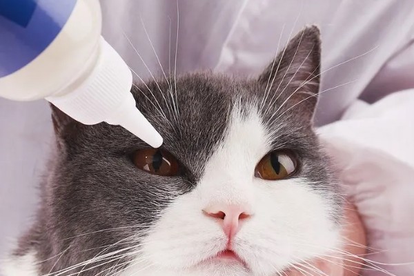 猫咪眼睛里有毛发怎么办，可用宠物洗眼液将毛发洗出来