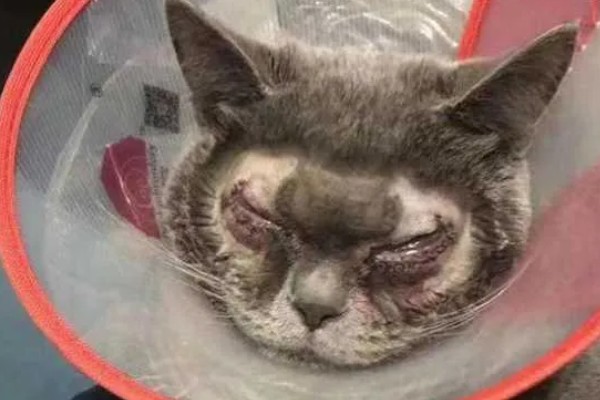 猫咪眼睛里有毛发怎么办，可用宠物洗眼液将毛发洗出来