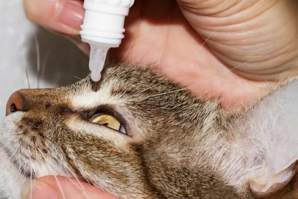 猫咪眼睛里有毛发怎么办，可用宠物洗眼液将毛发洗出来