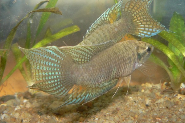 斗鱼好养还是孔雀鱼好养,中国斗鱼比较好养一些