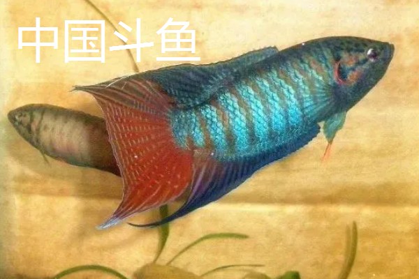 斗鱼好养还是孔雀鱼好养,中国斗鱼比较好养一些