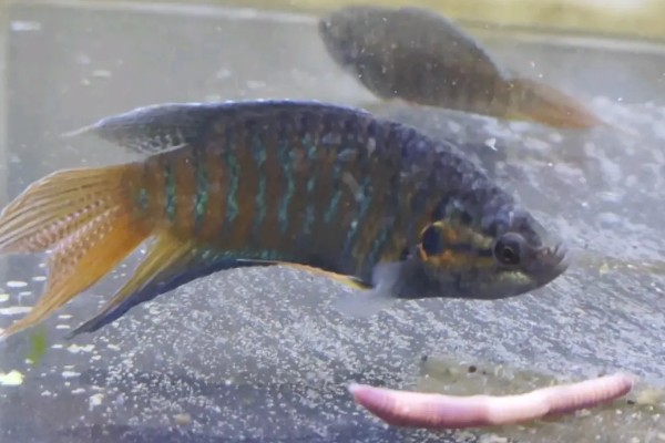 斗鱼好养还是孔雀鱼好养,中国斗鱼比较好养一些