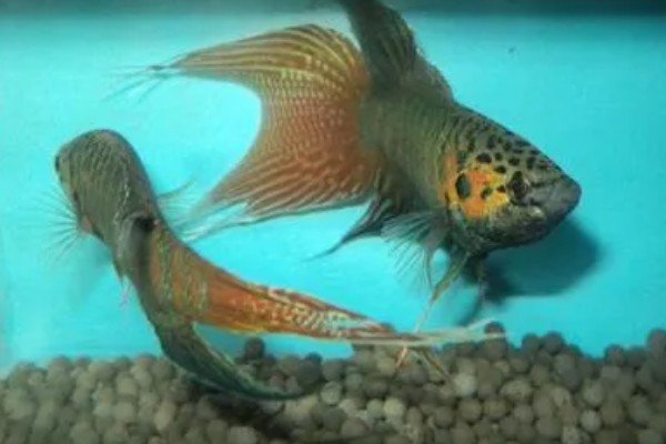 斗鱼好养还是孔雀鱼好养,中国斗鱼比较好养一些