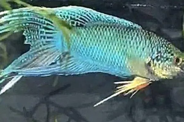 斗鱼好养还是孔雀鱼好养,中国斗鱼比较好养一些