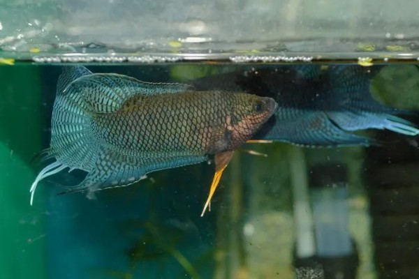 斗鱼好养还是孔雀鱼好养,中国斗鱼比较好养一些