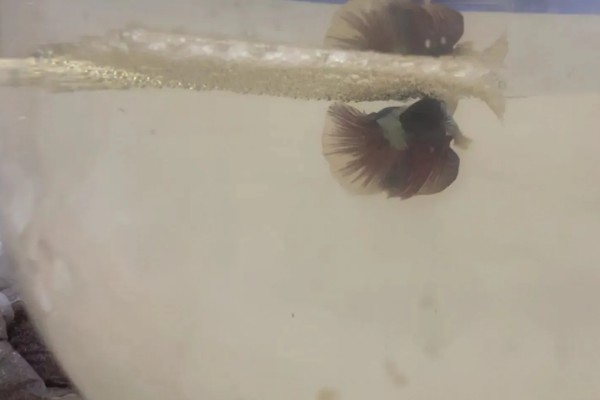 斗鱼好养还是孔雀鱼好养,中国斗鱼比较好养一些