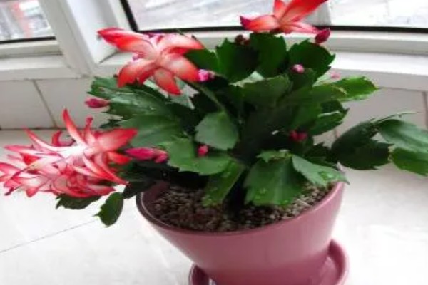 夏季怎么养殖蟹爪兰，每隔15-30天浇一次水