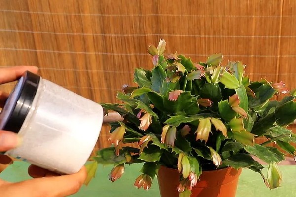 夏季怎么养殖蟹爪兰，每隔15-30天浇一次水