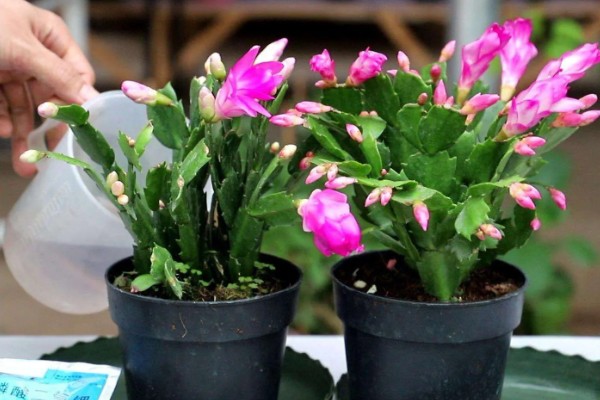 夏季怎么养殖蟹爪兰，每隔15-30天浇一次水