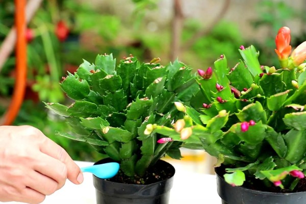 夏季怎么养殖蟹爪兰，每隔15-30天浇一次水