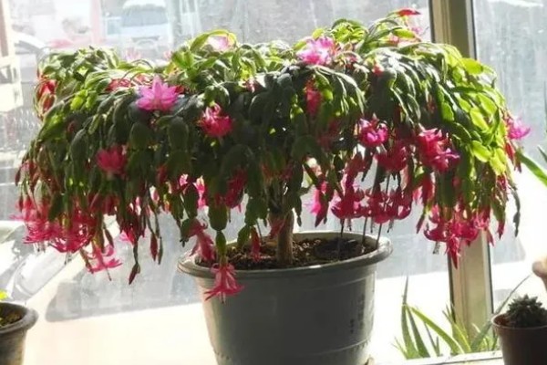 夏季怎么养殖蟹爪兰，每隔15-30天浇一次水