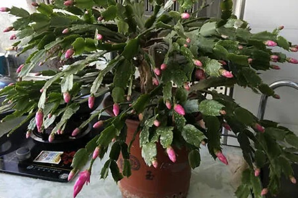 夏季怎么养殖蟹爪兰，每隔15-30天浇一次水