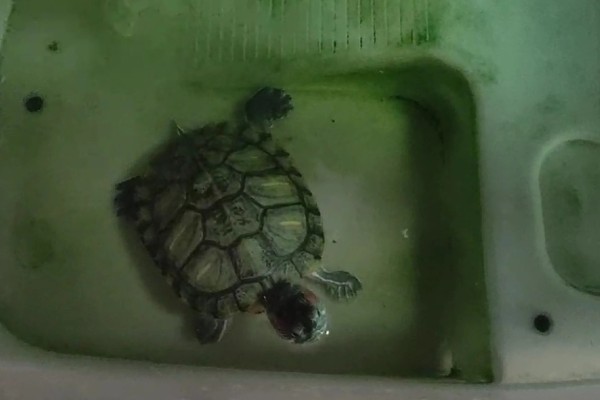 巴西龟多久洗一次澡，根据身体的洁净程度来决定