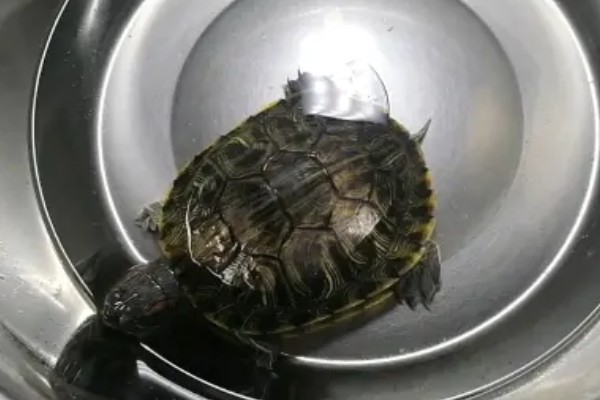 巴西龟多久洗一次澡，根据身体的洁净程度来决定