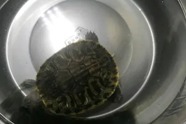 巴西龟多久洗一次澡，根据身体的洁净程度来决定