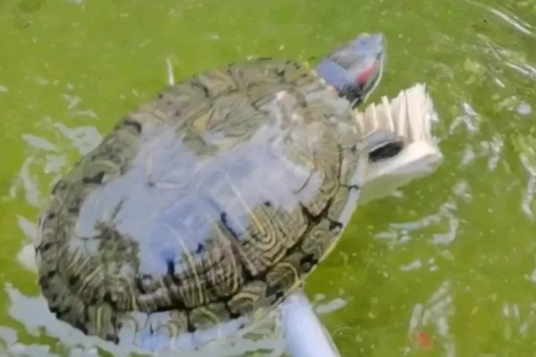 巴西龟多久洗一次澡，根据身体的洁净程度来决定