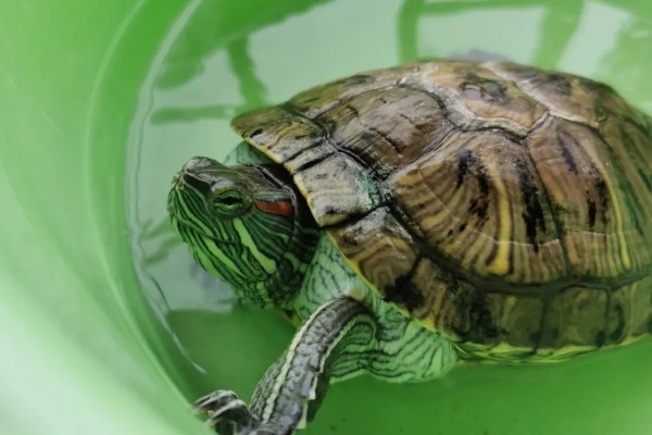 巴西龟多久洗一次澡，根据身体的洁净程度来决定