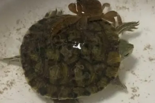 巴西龟多久洗一次澡，根据身体的洁净程度来决定