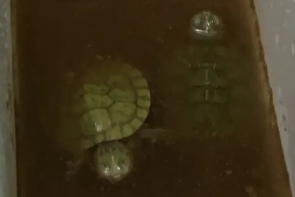 巴西龟多久洗一次澡，根据身体的洁净程度来决定