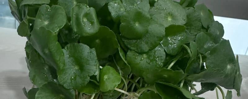 铜钱草水培如何固定根，可利用容器固定