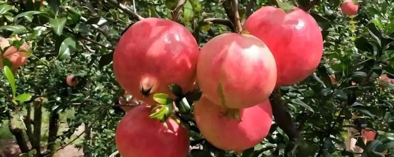 石榴桃蛀螟的防治方法，成虫出现前可对果实套袋