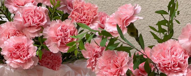 粉色康乃馨有什么花语，具有永远年轻、热烈的爱等含义