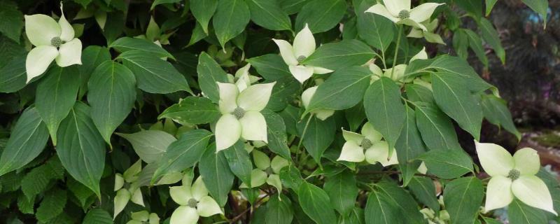 日本四照花有什么寓意，代表永恒、思念、回礼、纯洁