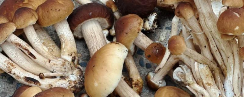榛菇和茶树菇有什么区别，前者属于食用真菌、后者原为野生蕈菌