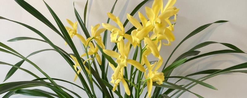 兰花的寓意，寓意高洁典雅、珍贵的友谊等