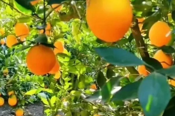纽荷尔脐橙苗种植几年挂果，三年开始挂果