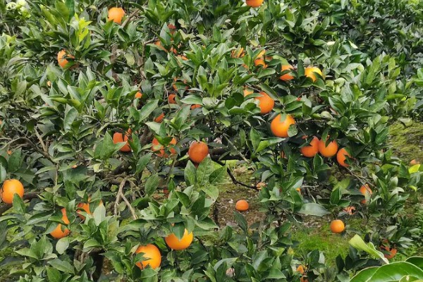 纽荷尔脐橙苗种植几年挂果，三年开始挂果