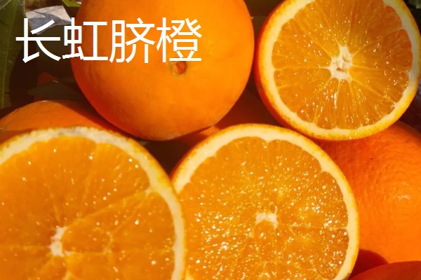 纽荷尔脐橙苗种植几年挂果，三年开始挂果