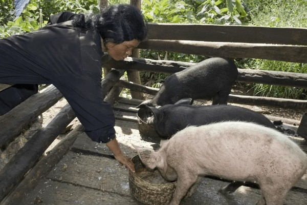 猪拉稀脱水如何处理，饲喂仔痢克具有疗效
