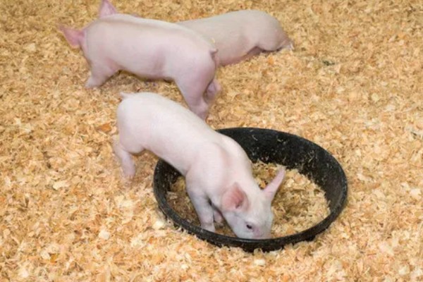 猪拉稀脱水如何处理，饲喂仔痢克具有疗效