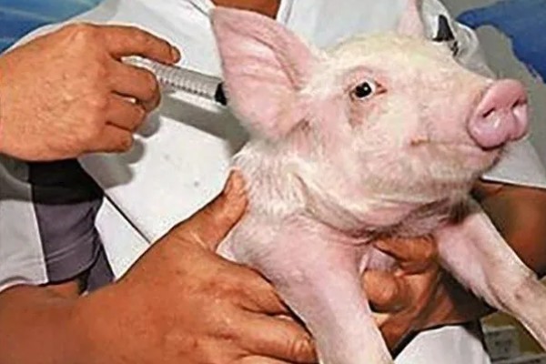 猪拉稀脱水如何处理，饲喂仔痢克具有疗效