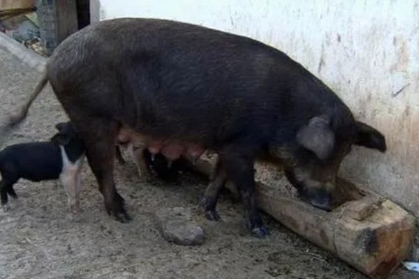 猪拉稀脱水如何处理，饲喂仔痢克具有疗效