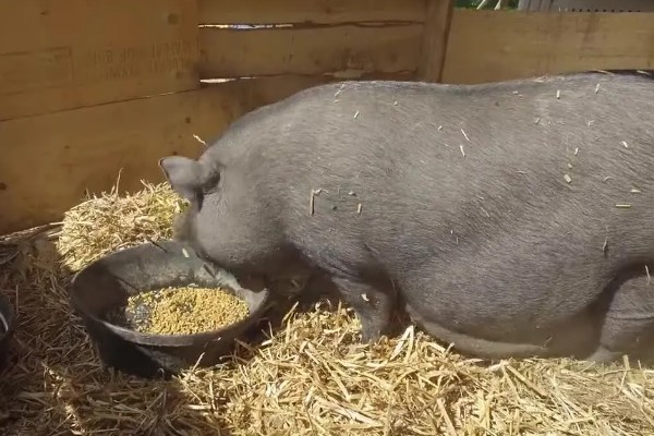 猪拉稀脱水如何处理，饲喂仔痢克具有疗效