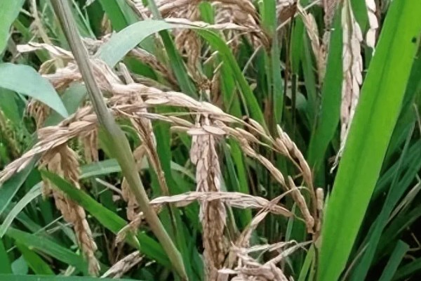 水稻穗颈瘟怎么防治，不要偏施或迟施氮肥