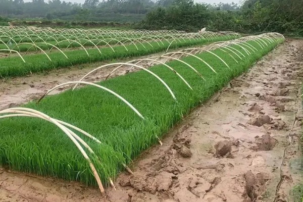 水稻穗颈瘟怎么防治，不要偏施或迟施氮肥