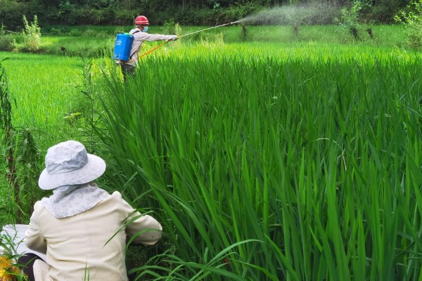 水稻穗颈瘟怎么防治，不要偏施或迟施氮肥