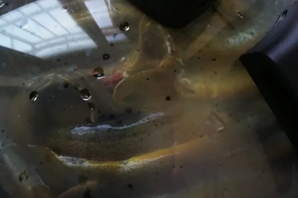 泥鳅的保存方法，用保鲜袋装好放入冰箱中冷藏