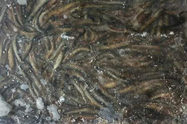 泥鳅的保存方法，用保鲜袋装好放入冰箱中冷藏