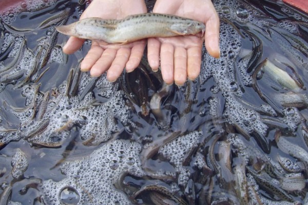 泥鳅的保存方法，用保鲜袋装好放入冰箱中冷藏