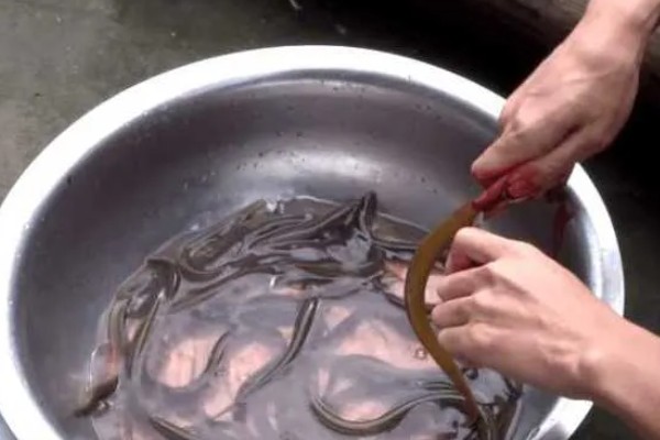 泥鳅的保存方法，用保鲜袋装好放入冰箱中冷藏