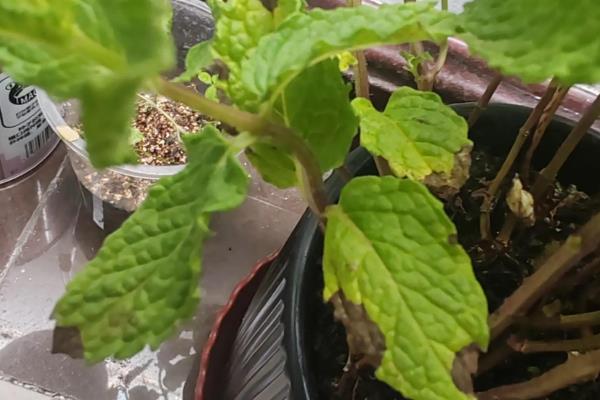 薄荷叶子发黑的原因，可能是浇水过多所导致的