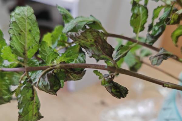 薄荷叶子发黑的原因，可能是浇水过多所导致的