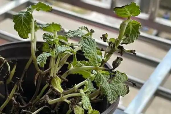 薄荷叶子发黑的原因，可能是浇水过多所导致的