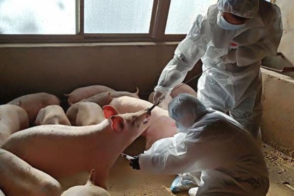非洲猪瘟的治疗办法，只能通过预防工作防治