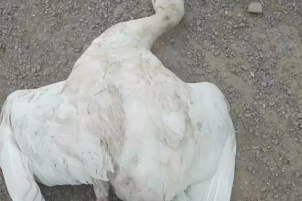 鹅副伤寒怎么处理，生蛋前使用甲醛菌苗肌肉注射治疗